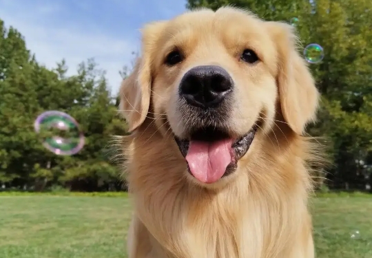 如何使用迅雷下载?